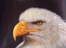 American Eagle Seeadler oil painting original Gemälde in Gold ge